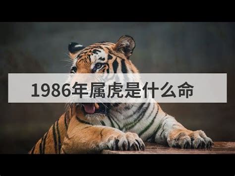 1986屬虎五行|1986年属虎是什么命 1986年属虎的是什么命